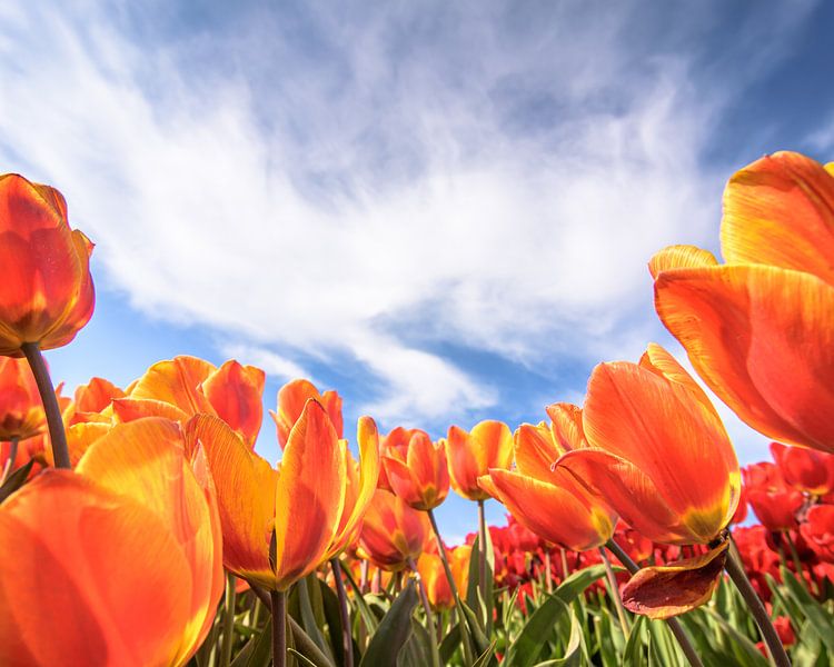 Tulipes orange par Patrick Herzberg