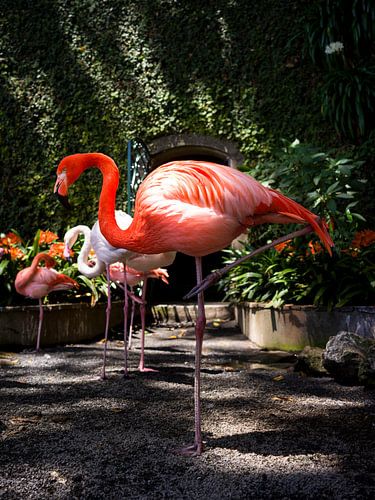 bunter Flamingo von Frame the Ordinairy