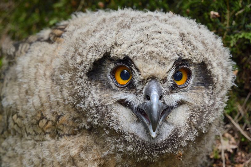 junger Uhu... Europäischer Uhu *Bubo bubo*, Portrait par wunderbare Erde