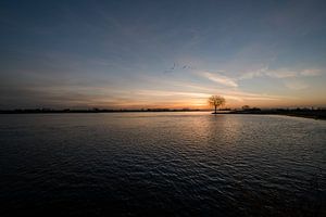 Boom alone bij rivier de Lek van Moetwil en van Dijk - Fotografie