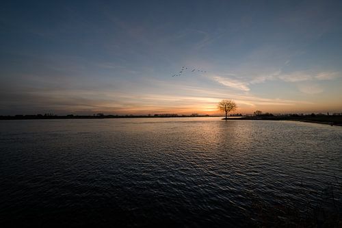 Boom alone bij rivier de Lek
