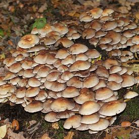 Een hoop paddenstoelen von Peter Hartman