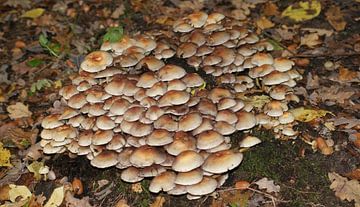 Een hoop paddenstoelen by Peter Hartman