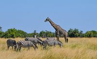 Giraffen und Zebras van Robert Styppa thumbnail