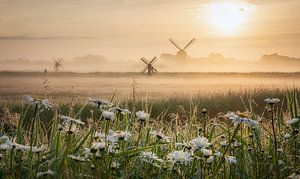 Nebeliger Sonnenaufgang über dem Polder, Zuidoostbeemster