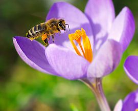 Macro photo of a purple crocus and a bee by ManfredFotos