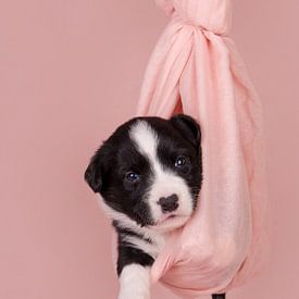 New born Puppy van Kirsten Geerts