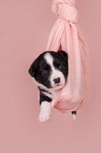 New born Puppy van Kirsten Geerts