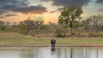 Olifant van antonvanbeek.nl