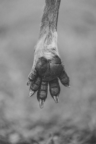 Black and white close-up of a front leg of a Kangaroo by Ken Tempelers