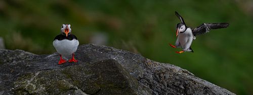 Huffin and puffin on the rocks