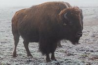 Amerikanischer Bison