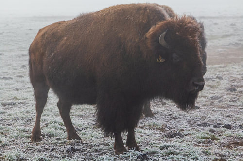 Amerikanischer Bison