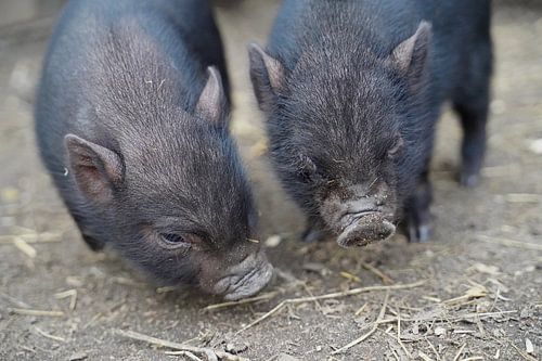 Mini biggetje bij zijn eerste uittocht op de boerderij.