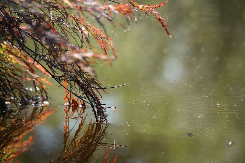 La feuille touche l'eau par Ewan Mol