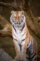 Tijger portret in herfstkleuren