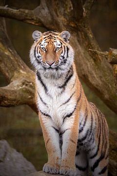 Tijger portret in herfstkleuren van Barbara Kempeneers