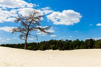 Dunes longues, Soestduinen