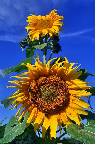 Tournesols Classique par Edgar Schermaul