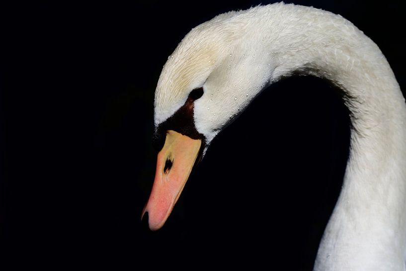 Swan head by Ulrike Leone