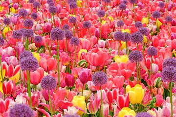 Tulpen veld met paarse bolletjes van Marco Liberto
