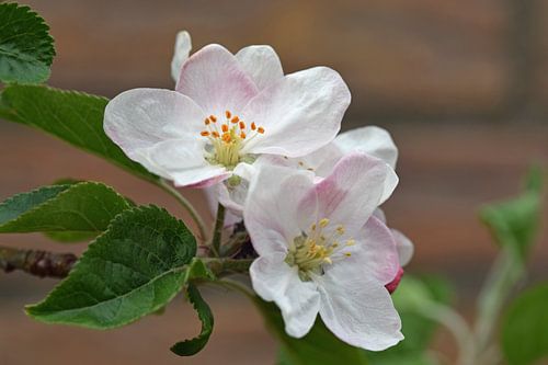 weiße und rosa Blüten eines Apfelbaums im Frühling
