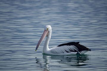 Early morning pelican by Frank's Awesome Travels