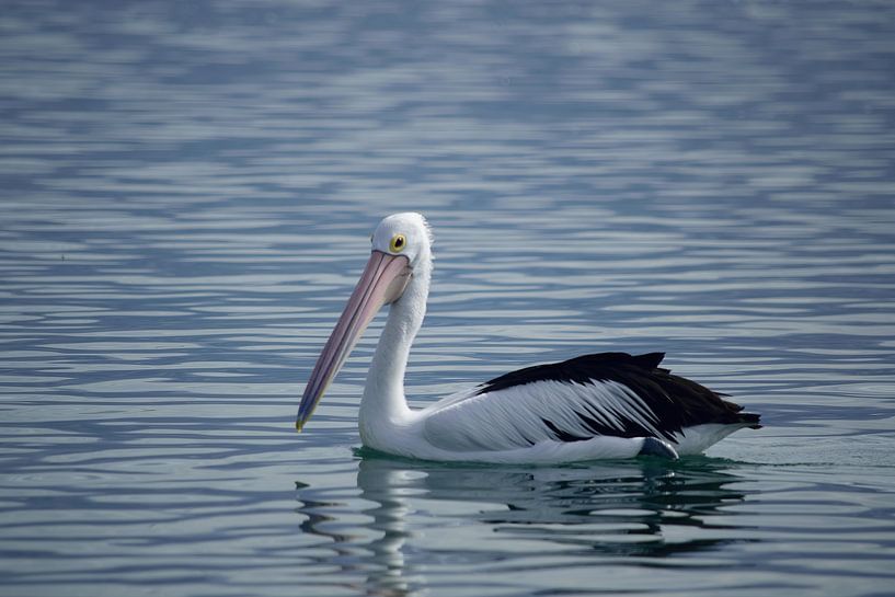 Pélican matinal par Frank's Awesome Travels