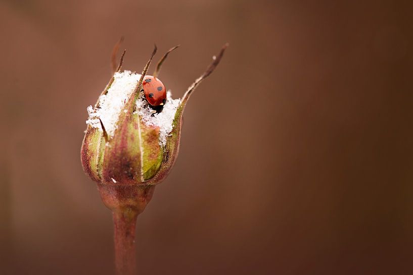 Rozenknop in de winter van Maren Oude Essink