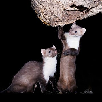 Steinmarder von Rob Kempers