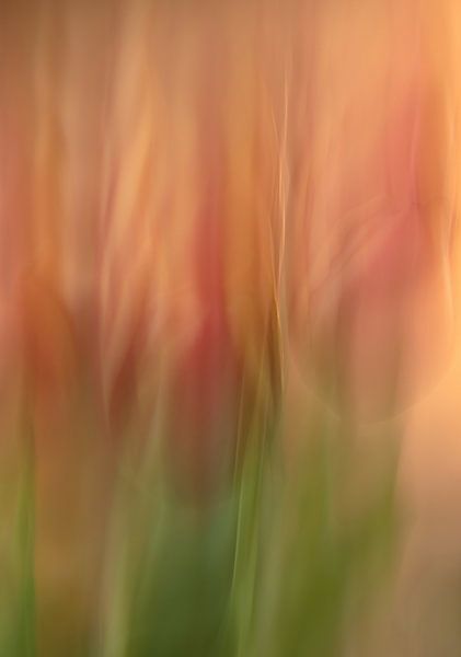 fleurs partie 373 par Tania Perneel