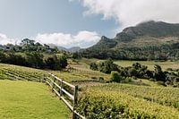 Vineyard between the mountains | South Africa Travel Photography