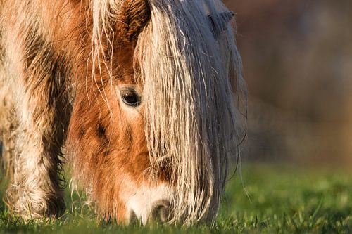 Karakteristiek hoofd heeft deze pony