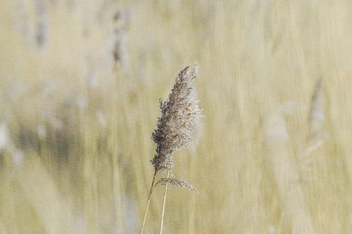 Le long des berges néerlandaises
