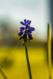 Rathenow "Stad van de Optiek van David Krause