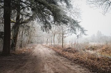 Nature reserve the Black Pine on a Winter Morning | Landscape Photography | Staphorst by Laura Dijkslag