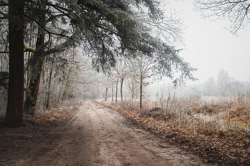 Natuurgebied de Zwarte Dennen op een Winterochtend | Landschapsfotografie | Staphorst