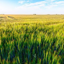 Fields of wheat in summer time by Yevgen Belich