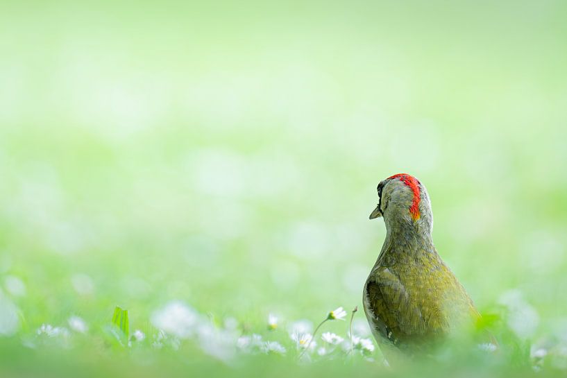 Pic vert dans la prairie par Olaf Karwisch