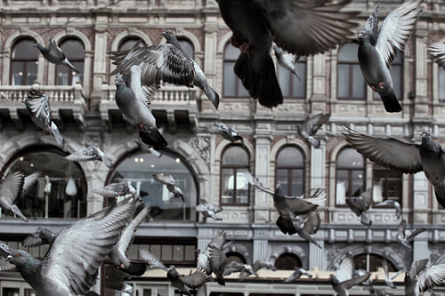 Des pigeons sur la place du Dam - Amsterdam, agitation et vie urbaine
