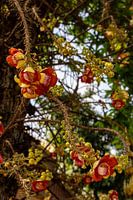 The Exotic Blossoms Of The Cannonball Tree