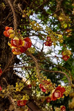 The Exotic Blossoms Of The Cannonball Tree by resuimages