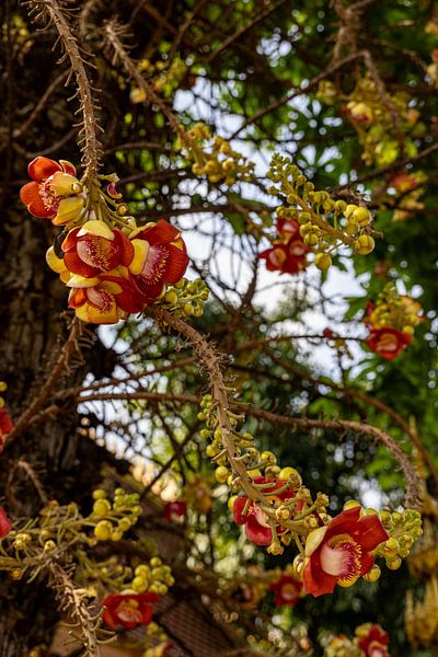Die exotischen Blüten des Kanonenkugelbaums von resuimages