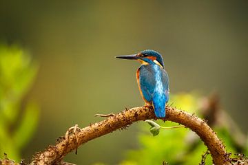 IJsvogel van antonvanbeek.nl