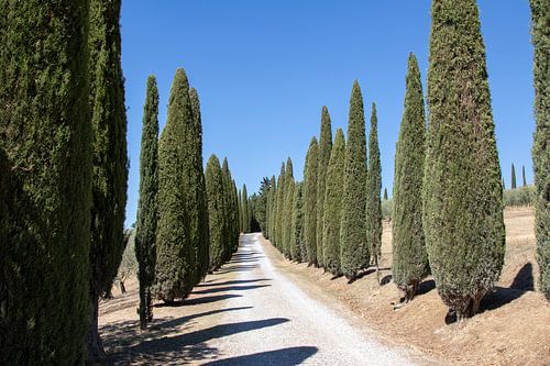 Cipressenlaan in Toscane