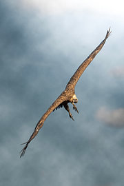 Floating on the wind by Wisse Sluijters