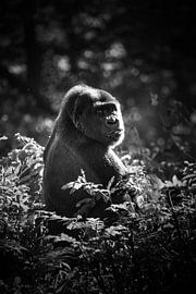 Gorilla in the bushes by Tanya Gorree