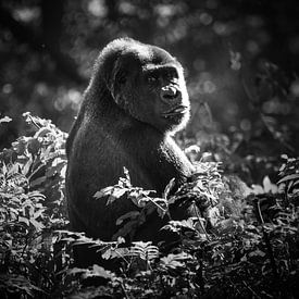 Gorilla im Gebüsch von Tanya Gorree