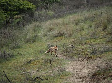 Fox in its natural habitat by Marjon Woudboer