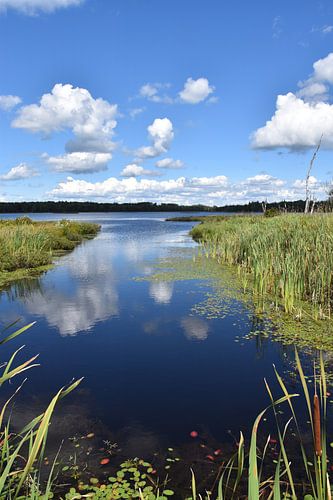 Reflectie op het meer in de zomer